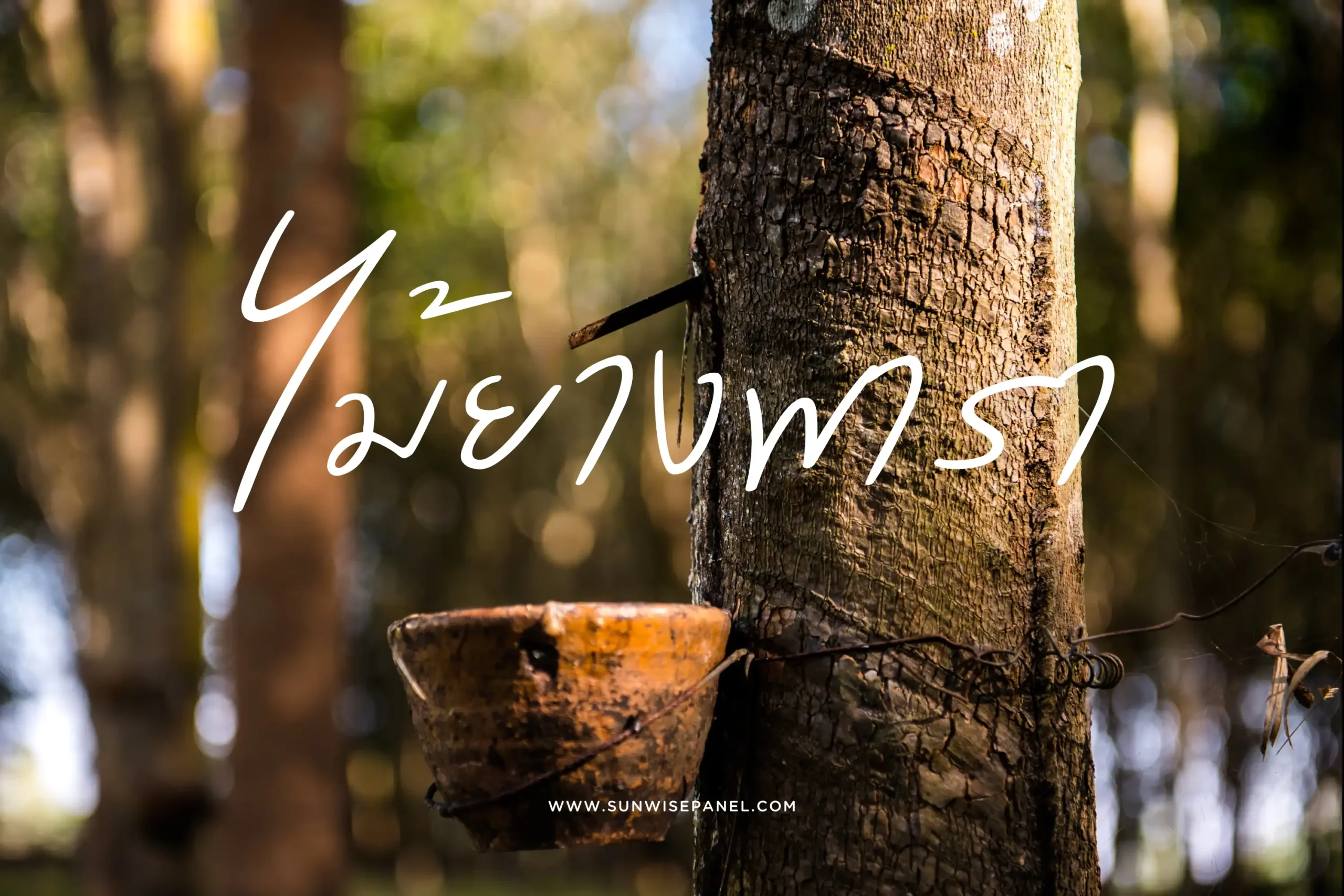 ไม้ยางพารา