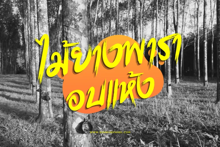 ไม้ยางพาราอบแห้ง